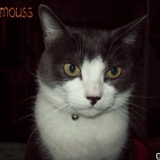 Moumouss