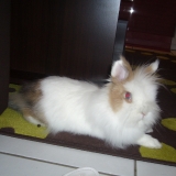 LILOU