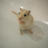 Jerry