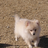 Cannelle