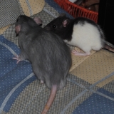 Smarties et Kiwi