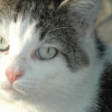 Gus