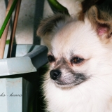 Mes chihuahuas