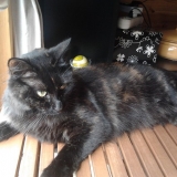 Réglisse