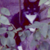 Minou