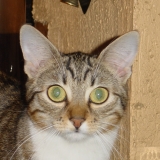 jasmine