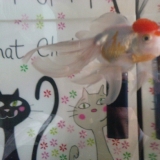 nouvel aquarium