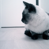 mr snob' II