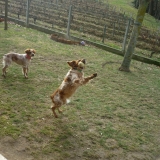Daisy et Baya