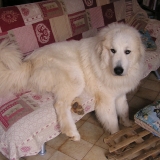 gimli
