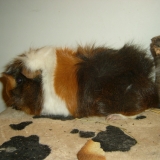 Chester