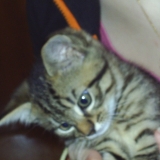 Noisette
