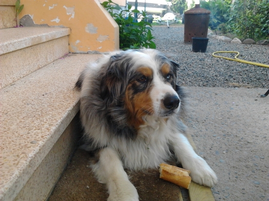 Chien - Australian Shepherd - Elixir di Vita di u Vecchiu