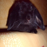 cachou
