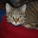 Minette
