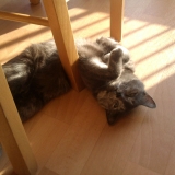 Clochette