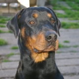 Junior