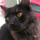 Darwin Bochat