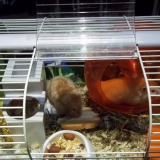 Dexter et Abby