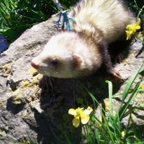 Bilbo