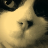 bouboule