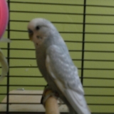 Titi