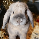 Bouli