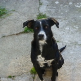 falbala dite fifi