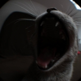 rrrrrrrrr