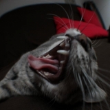 rrrrrr2