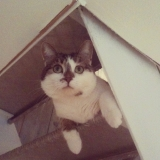 gizmo