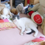 Chipie