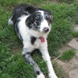 jessy