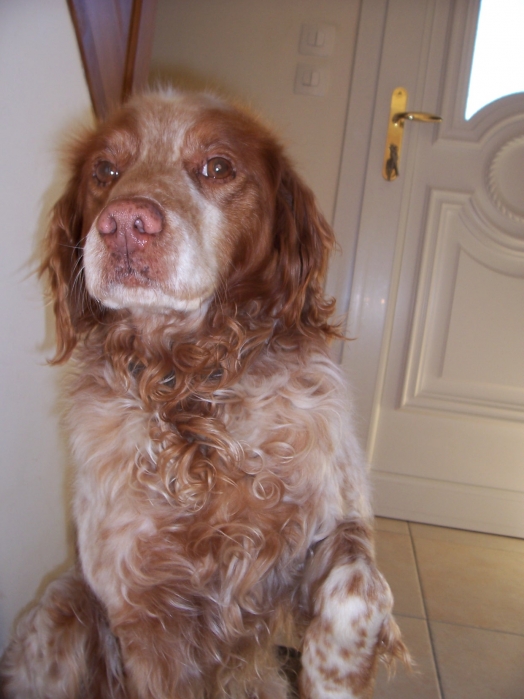 Prince's profile (Dog - ) on Yummypets - Social network for pets