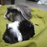 Griotte et Hanoï