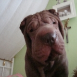 A'Charly brown de kapou chino