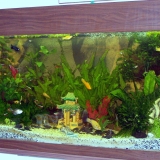 mes poissons
