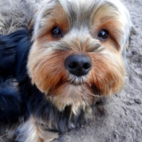 Gordon