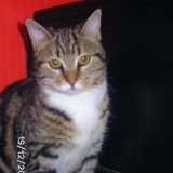 Gladys