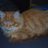 Gryffondor