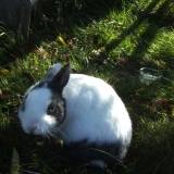 Filou