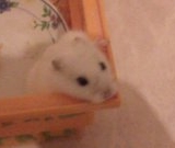 bouboule