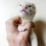 Liloo
