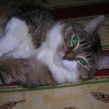Cléo
