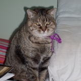 Minette