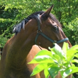 Gitan