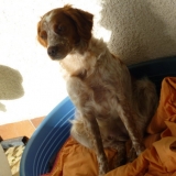 Baya