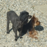 Undy et Ulfy