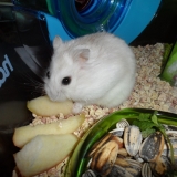 Gilbert
