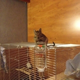 Scrat